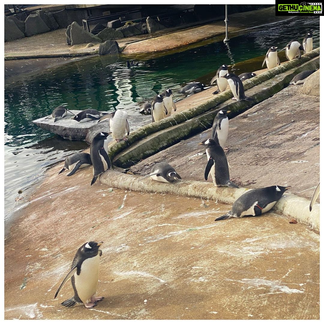 Tasnia Farin Instagram - A fun day out at the zoo Met a Giant Panda 🐼 for the first time (only his back though) And those Penguins were the cutest creatures 🐧 Edinburgh Zoo