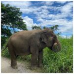 Tasnia Farin Instagram - Her name is Mason. She is 67 years old. She loves to eat. But only the yellow bananas. She would always follow you around once she gets to know that you have her food. She is very well behaved but not a hugger. She was rescued at her mid age and finally living the life she deserved. ❤️ Kanjana elephant sanctuary