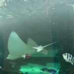 Tasnia Farin Instagram – The Aquarius in me hates the non swimmer Farin