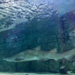 Tasnia Farin Instagram – The Aquarius in me hates the non swimmer Farin