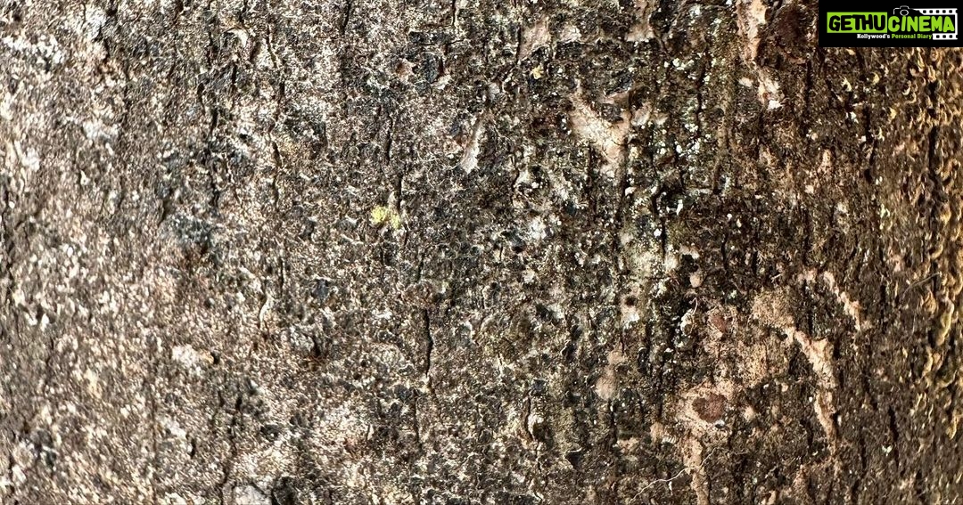 Tejaswini Pandit Instagram - IYKYK! 🍀 #environment #worldenvironmentday