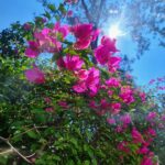 Tejaswini Pandit Instagram – Keep Searching ur Happiness
Its always around you 💕
#bougainvillea #brigthnessisthesolution #therapy #nature #tejaswinipandit