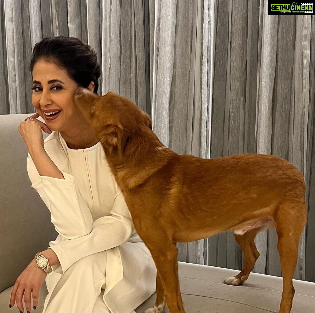 Urmila Matondkar Instagram - How do you know that you are looking your Best 🤔🤔 When it’s approved by your fur babies 😇🐶❤🥰😍 #romeo #thor #furbabies #angels #pet #love