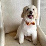 Urmila Matondkar Instagram - All dressed up for the weekend 😎 #romeo 🐶 What’s your plan folks? 😜 #friday #fridayvibes #fridaymood #attitude #fridaymood #weekendvibes
