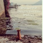Vimmy Bhatt Instagram - #thoughts 🐕