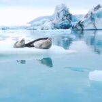 Vimmy Bhatt Instagram - #Repost @discoverocean with @let.repost ❤️❤️❤️❤️❤️❤️ • • • • • • Seals having the time of their lives at an ice lagoon in Iceland 🌊😍🧊🦭 🎥 @andrey_vybornov : 💡The only seals which stay around the coast of Iceland and produce their young in Icelandic waters are harbor seals (phoca vitulina) and grey seals (halichoerus grypus). Many other species often visit including harp, bearded and ring seals. An adult grey seal can easily weigh 300 kg and grow to 2.5 meters in length. #DiscoverOcean