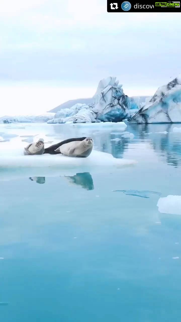 Vimmy Bhatt Instagram - #Repost @discoverocean with @let.repost ❤️❤️❤️❤️❤️❤️ • • • • • • Seals having the time of their lives at an ice lagoon in Iceland 🌊😍🧊🦭 🎥 @andrey_vybornov : 💡The only seals which stay around the coast of Iceland and produce their young in Icelandic waters are harbor seals (phoca vitulina) and grey seals (halichoerus grypus). Many other species often visit including harp, bearded and ring seals. An adult grey seal can easily weigh 300 kg and grow to 2.5 meters in length. #DiscoverOcean