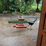 Vimmy Bhatt Instagram – #🦚 #beauty #universe #life #❤️ #reels #lucky #managalorediaries