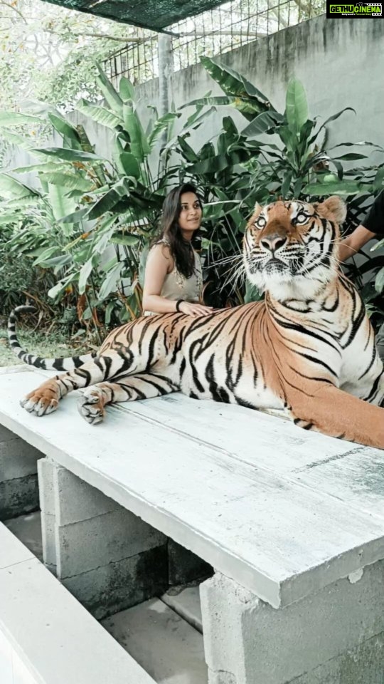 Vimmy Bhatt Instagram - #love #reels ❤️❤️❤️❤️❤️❤️❤️❤️❤️❤️❤️❤️❤️❤️❤️❤️ Samui Aquarium & Tiger Zoo