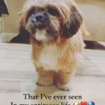 Yamini Singh Instagram - F. A. I. T. H. The reason behind our happiness. ♥️🐶