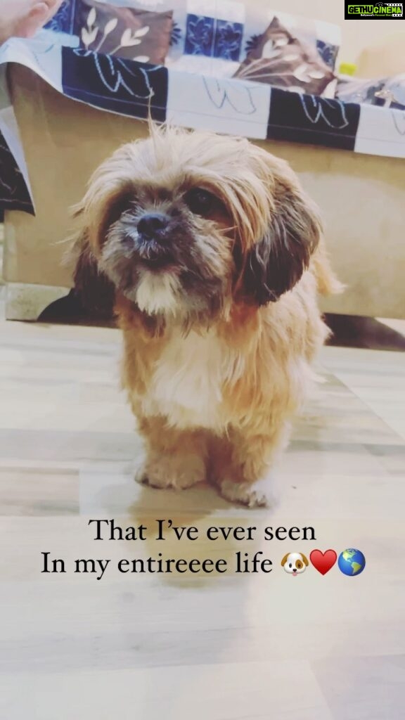 Yamini Singh Instagram - F. A. I. T. H. The reason behind our happiness. ♥️🐶
