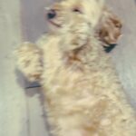 Yugendran Instagram - Sana is an attention seeker. Whenever we go to our friends place she jumps on us. When you say the “walking” she will react to it and also get ready to go out! Unfortunately when I asked her it was so cold outside.
