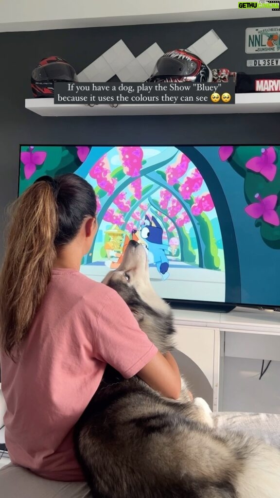 Aakriti Rana Instagram - Look at him talking to the cartoon. So cute haha Have you tried this with your doggo? Share this with someone who is a doggo parent ❤️ #aakritirana #bluey #doggo #dogsofinstagram #husky #reelsindia #dogvideos #dogmom #reelsinstagram