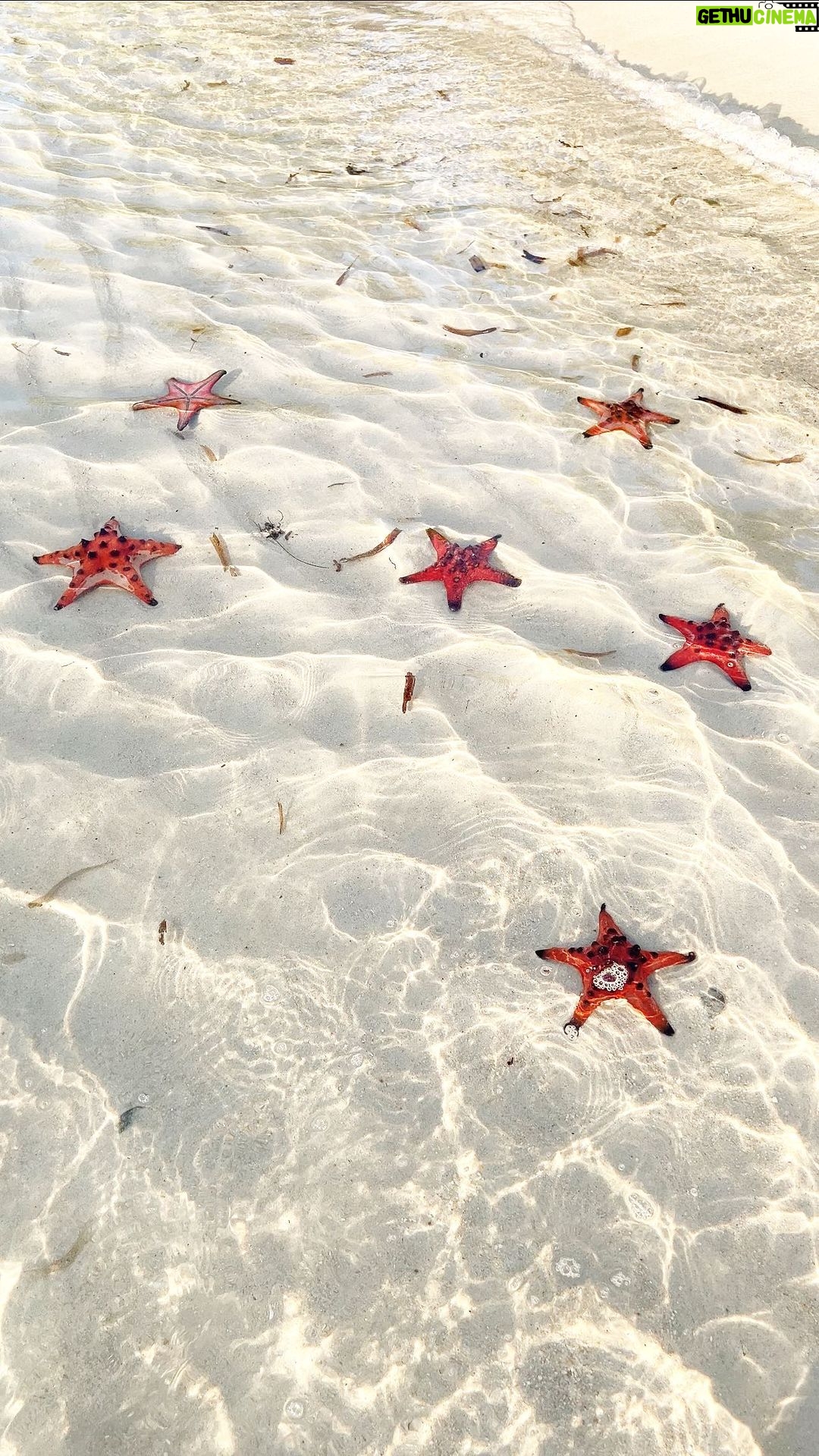 Aakriti Rana Instagram - Omg I am so glad that I came to Phu Quoc, Vietnam! How cool is this beach? It’s called the Starfish beach where you can see soo many starfish and enjoy the most beautiful sunset ever! How to get here? This beach is in north Phu Quoc in Vietnam. We had to ride the scooty for an hour from VinWonders area to reach the “starfish beach” as mentioned on the Google maps. Half of the road is pretty bad and one of our scooty got a punctured tyre too. So be careful. Once you reach this spot, hire a local boat to take you to the spot where you find all these starfish. P.s go here during the sunset. The view is incredible and there are barely any people here! P.s Starfish don’t bite and are harmless but don’t pick them from water as they can’t survive outside water for more than 3-5 minutes. Also, the sunscreen we use can be harmful to them. TAG someone who would love this ❤️ #aakritirana Phu Quoc Island, Vietnam