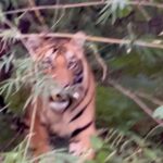 Aathmika Instagram - Searching for tiger ended up having snacks in middle of the jungle for most of my safari’s but god has been kind to let me spot 3 tigers on my last day of safari 🐅 The thrill is to watch tiger in its natural habitant but the sheer high is to have few seconds of eye contact, phew literally dead moment.. 🐯 #Junglelife Bandhavgarh National Park