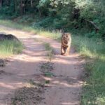 Aathmika Instagram - Searching for tiger ended up having snacks in middle of the jungle for most of my safari’s but god has been kind to let me spot 3 tigers on my last day of safari 🐅 The thrill is to watch tiger in its natural habitant but the sheer high is to have few seconds of eye contact, phew literally dead moment.. 🐯 #Junglelife Bandhavgarh National Park