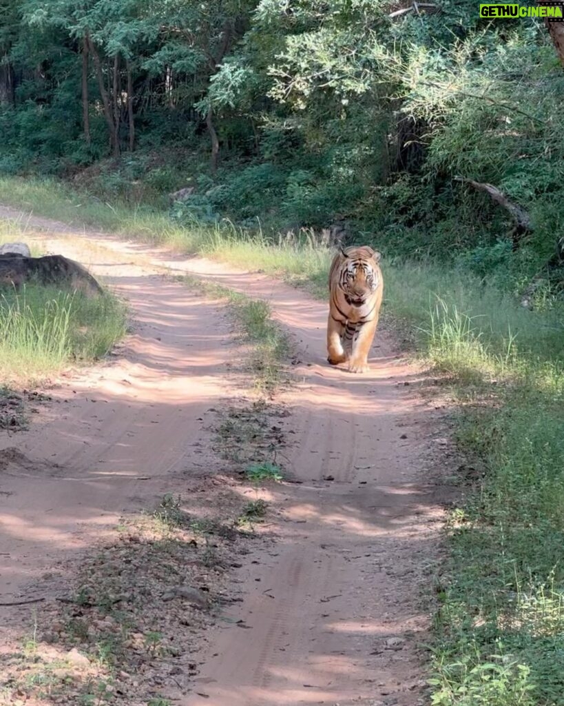 Aathmika Instagram - Searching for tiger ended up having snacks in middle of the jungle for most of my safari’s but god has been kind to let me spot 3 tigers on my last day of safari 🐅 The thrill is to watch tiger in its natural habitant but the sheer high is to have few seconds of eye contact, phew literally dead moment.. 🐯 #Junglelife Bandhavgarh National Park
