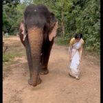 Adah Sharma Instagram – Met some reallllly cool women this year …🫀🧚‍♀️nurses,cops ,students ,tourists,very kind flight attendants ,boxers, homemakers ,female elephants. 
Got to meet most of you through this small movie I did called ‘The Kerala Story’ which you guys made soooooo big ufffffff 😍🙏 thank you … year end posts 2023 begin 🫀🫀🫀