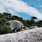 Aisha Ahmed Instagram – . 
A day in Cape Town 🫶🏼
My heart is so full, uff what a beautiful city & such warm, happy & welcoming people. Planning my holiday already ☀️
P.S- PINGUUUUU & SEA OTTERS & ICECREAAAAAAM 🤭 The Boulders, Western Cape, South Africa