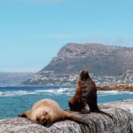 Aisha Ahmed Instagram – . 
A day in Cape Town 🫶🏼
My heart is so full, uff what a beautiful city & such warm, happy & welcoming people. Planning my holiday already ☀️
P.S- PINGUUUUU & SEA OTTERS & ICECREAAAAAAM 🤭 The Boulders, Western Cape, South Africa