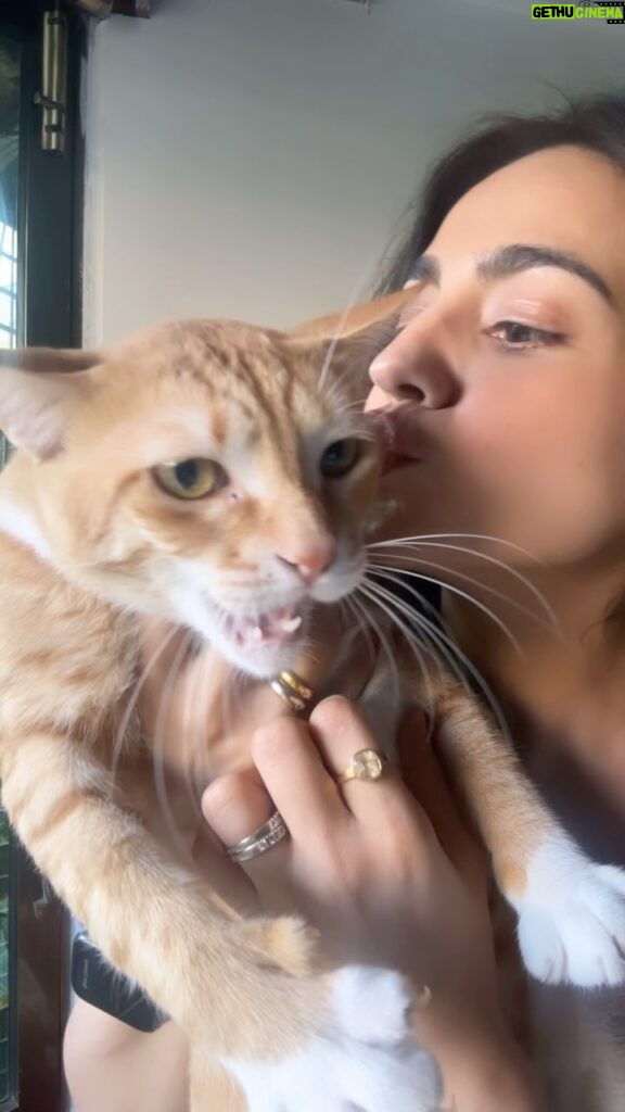 Aksha Pardasany Instagram - After this he scratched me and Hungama ho Gaya 😂❤️ Tripper all the way ❤️ #catmom
