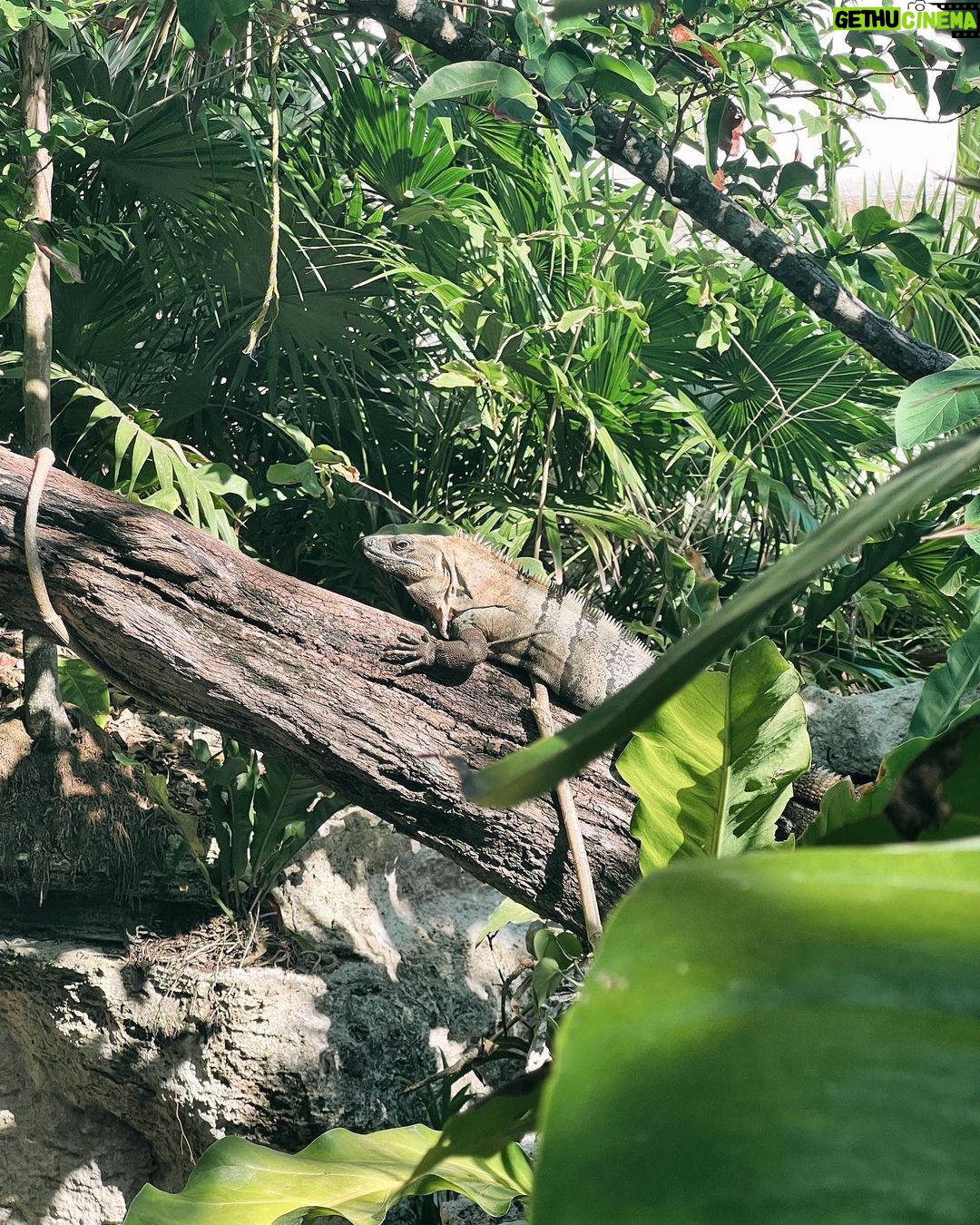 Alanna Panday Instagram - @thehouseofaia camera roll 📷 Such an amazing experience! No amount of content can do justice to this place. We had the freshest vegan food, spent our days riding bikes around the property, exploring the cenotes and little caves, doing sound meditation, yoga and water painting classes by the beach. Wish we could stay longer! Palmaïa - The House of AïA