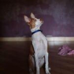Amrutha Srinivasan Instagram - My baby. Happy birthday. Thanks for choosing to come to me in life. I could not have asked for a greater gift. And thanks for repeatedly choosing me and @evamkarthik as your humans every day :) You make all our lives better by just existing. Happy 6, my silly girl; my slay queen; my best friend :)