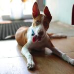 Amrutha Srinivasan Instagram - My baby. Happy birthday. Thanks for choosing to come to me in life. I could not have asked for a greater gift. And thanks for repeatedly choosing me and @evamkarthik as your humans every day :) You make all our lives better by just existing. Happy 6, my silly girl; my slay queen; my best friend :)