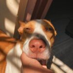 Amrutha Srinivasan Instagram - My baby. Happy birthday. Thanks for choosing to come to me in life. I could not have asked for a greater gift. And thanks for repeatedly choosing me and @evamkarthik as your humans every day :) You make all our lives better by just existing. Happy 6, my silly girl; my slay queen; my best friend :)