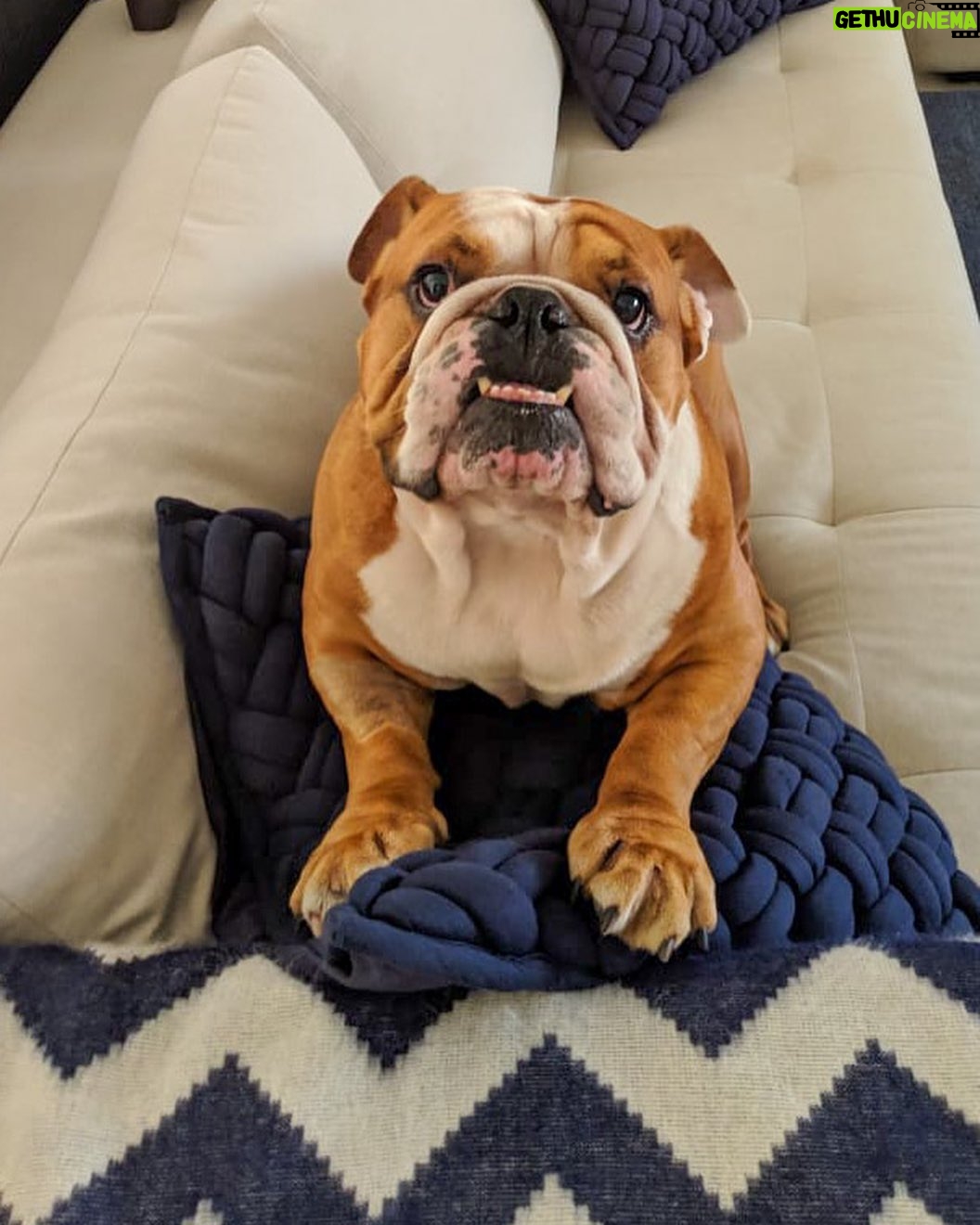 Anshula Kapoor - 22K Likes - No matter how many times you experience the death of someone you love, It still doesn’t prepare you for the next time you loose someone.
My bundle of joy, the happiest bulldog ever, the most loving, the most caring gol matol left us yesterday. It’s been a day and it still hasn’t sunk in. I don’t know how long it will take for it to hit me. Every loss hits hard, every loss knocks the wind out of you.. and you’re never prepared.
We love you Max. Always and forever. I know mom Choco and Fubu will take good care of you on the other side. And I hope they keep you surrounded by an endless supply of peanut butter, chicken, dahi and apples.
Thank you for loving us unconditionally, during our darkest times and during our best times. Home is not the same without you. Love you forever my Maxalulu 🤍♾️