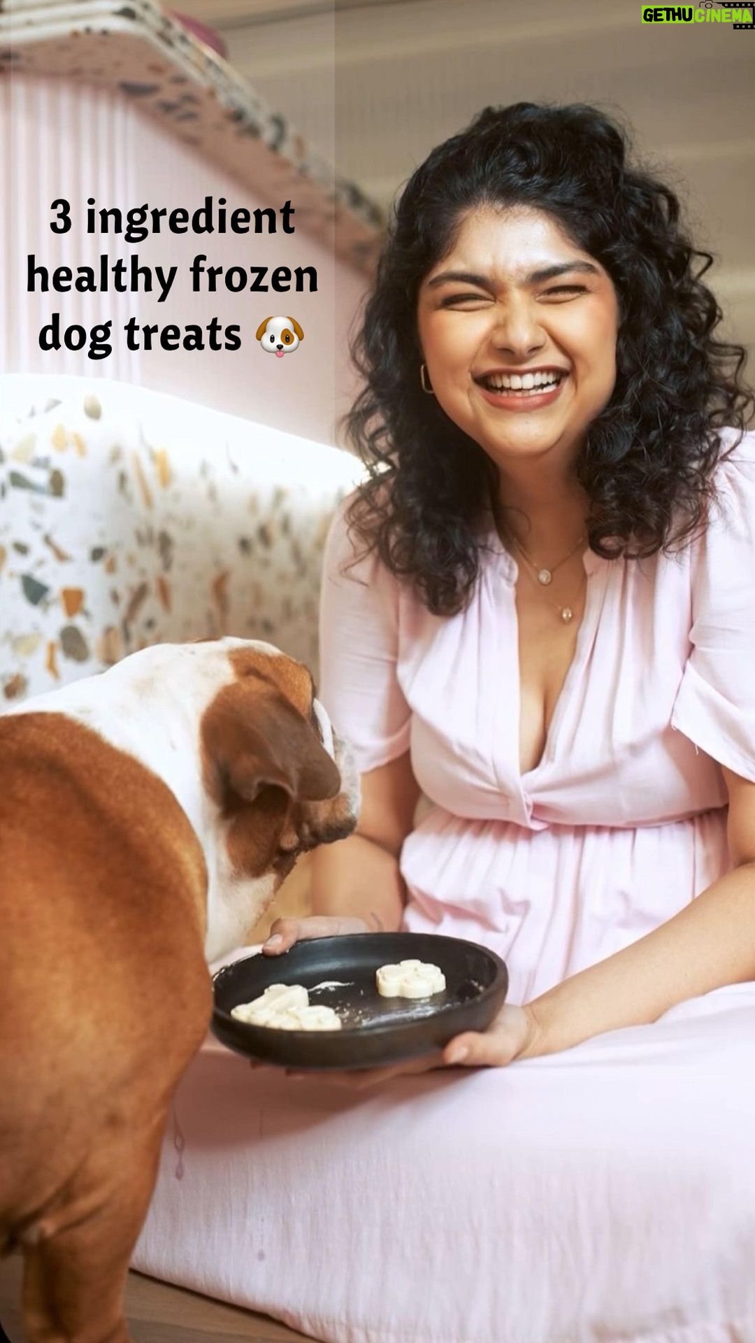 Anshula Kapoor Instagram - I made this super easy 3 ingredient Icecream (more like a frozen treat hehe) for Max, and he LOVED it so much, I had to share it with y’all! 🐶 Ingredients (makes enough for 1 mould) - ✨Half an apple 🍎 (or any choice of dog safe fruit that your pup loves) ✨1 tsp unsweetened peanut butter 🥜 ✨1 small cup of greek yogurt (it tastes great with normal yogurt too) ✨ 1 chocolate mould or ice cube tray (if it’s a soft silicone mould, you will need to place it on a plate first, to make sure it doesn’t spill all over the freezer!) Method: Add the fruit, yogurt & peanut butter to a blender & blend well, till it becomes a smooth mixture. Pour it into the mould of your choice. (If you’re using a soft silicone mould, place the mould on a plate or small baking sheet first and then pour the mixture into the mould. This makes it easy to transfer the mould into the freezer) Freeze for a minimum of 2-3 hours, till it solidifies. But overnight is best! And you’re done!! Try making it for your puppy & let me know if they gobbled it up as fast as Max did! ❤️ #ChroniclesOfMax #DoggyTreats #InternationalDogDay