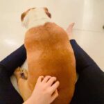 Anshula Kapoor Instagram - No matter how many times you experience the death of someone you love, It still doesn’t prepare you for the next time you loose someone. My bundle of joy, the happiest bulldog ever, the most loving, the most caring gol matol left us yesterday. It’s been a day and it still hasn’t sunk in. I don’t know how long it will take for it to hit me. Every loss hits hard, every loss knocks the wind out of you.. and you’re never prepared. We love you Max. Always and forever. I know mom Choco and Fubu will take good care of you on the other side. And I hope they keep you surrounded by an endless supply of peanut butter, chicken, dahi and apples. Thank you for loving us unconditionally, during our darkest times and during our best times. Home is not the same without you. Love you forever my Maxalulu 🤍♾️