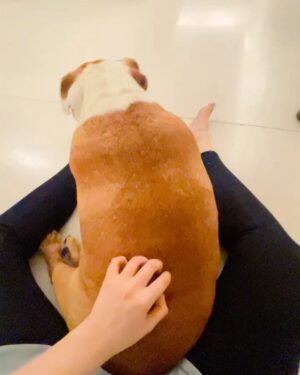 Anshula Kapoor Instagram - No matter how many times you experience the death of someone you love, It still doesn’t prepare you for the next time you loose someone. 

My bundle of joy, the happiest bulldog ever, the most loving, the most caring gol matol left us yesterday. It’s been a day and it still hasn’t sunk in. I don’t know how long it will take for it to hit me. Every loss hits hard, every loss knocks the wind out of you.. and you’re never prepared. 
We love you Max. Always and forever. I know mom Choco and Fubu will take good care of you on the other side. And I hope they keep you surrounded by an endless supply of peanut butter, chicken, dahi and apples. 

Thank you for loving us unconditionally, during our darkest times and during our best times. Home is not the same without you. Love you forever my Maxalulu 🤍♾️