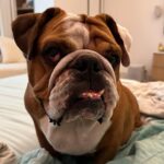 Anshula Kapoor Instagram - No matter how many times you experience the death of someone you love, It still doesn’t prepare you for the next time you loose someone. My bundle of joy, the happiest bulldog ever, the most loving, the most caring gol matol left us yesterday. It’s been a day and it still hasn’t sunk in. I don’t know how long it will take for it to hit me. Every loss hits hard, every loss knocks the wind out of you.. and you’re never prepared. We love you Max. Always and forever. I know mom Choco and Fubu will take good care of you on the other side. And I hope they keep you surrounded by an endless supply of peanut butter, chicken, dahi and apples. Thank you for loving us unconditionally, during our darkest times and during our best times. Home is not the same without you. Love you forever my Maxalulu 🤍♾️
