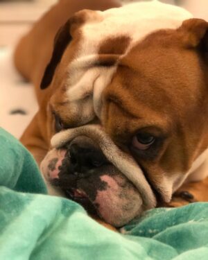 Anshula Kapoor Instagram - No matter how many times you experience the death of someone you love, It still doesn’t prepare you for the next time you loose someone. 

My bundle of joy, the happiest bulldog ever, the most loving, the most caring gol matol left us yesterday. It’s been a day and it still hasn’t sunk in. I don’t know how long it will take for it to hit me. Every loss hits hard, every loss knocks the wind out of you.. and you’re never prepared. 
We love you Max. Always and forever. I know mom Choco and Fubu will take good care of you on the other side. And I hope they keep you surrounded by an endless supply of peanut butter, chicken, dahi and apples. 

Thank you for loving us unconditionally, during our darkest times and during our best times. Home is not the same without you. Love you forever my Maxalulu 🤍♾️