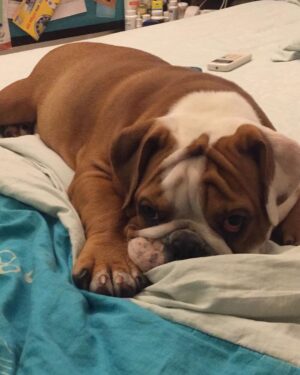 Anshula Kapoor Instagram - No matter how many times you experience the death of someone you love, It still doesn’t prepare you for the next time you loose someone. 

My bundle of joy, the happiest bulldog ever, the most loving, the most caring gol matol left us yesterday. It’s been a day and it still hasn’t sunk in. I don’t know how long it will take for it to hit me. Every loss hits hard, every loss knocks the wind out of you.. and you’re never prepared. 
We love you Max. Always and forever. I know mom Choco and Fubu will take good care of you on the other side. And I hope they keep you surrounded by an endless supply of peanut butter, chicken, dahi and apples. 

Thank you for loving us unconditionally, during our darkest times and during our best times. Home is not the same without you. Love you forever my Maxalulu 🤍♾️