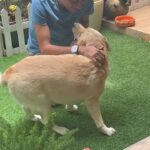 Archana Chandhoke Instagram - This happened the last month when Vineet came home for a week! We dint tell Simba that daddy was home.. vineet came into the house and we wanted to see if Simba would know !! And he did!! The most loving souls know when their soulmates arrive !!