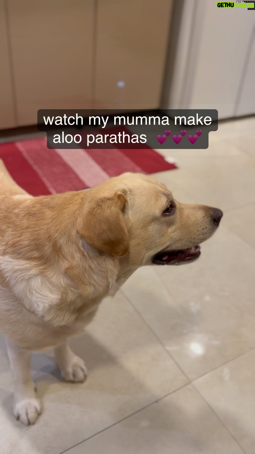 Archana Chandhoke Instagram - Aloo parathas are a fav in our family - Quick recipe - Boiled potatoes - 6 Onions - 3 super finely chopped Green chillies - 2 finely chopped Pudina and coriander leaves - a handful finely chopped Ginger - half teaspoon - finely grated Red chilli powder - as per the spice for your family Turmeric - 1/4 tsp Jeera powder - 1 tsp Garam Masala - 1 tsp Dhania powder - 1 tsp Dry mango powder / chaat masala - 1 tsp Salt to taste Mix everything well and stuff in the roti and cook!! Dollops of butter and some fresh curd π Great Sunday lunch / dinner π€© Thanks @zaaravineet.offl for capturing the quick cooking and editing so prettily