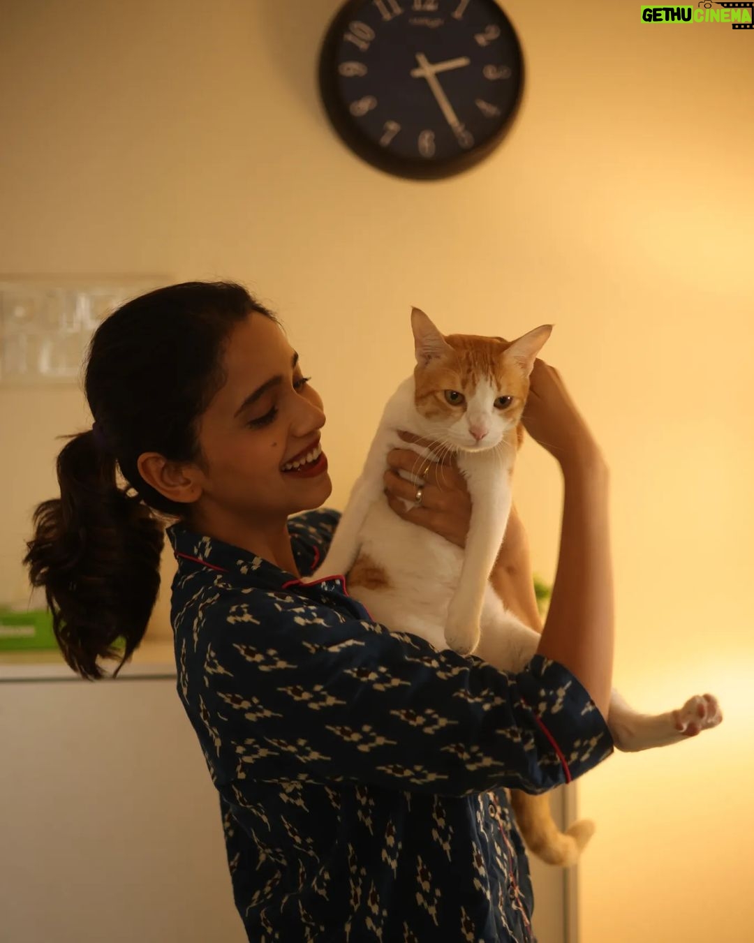 Bhagyashree Limaye Instagram - When will my cats ever pose for me? 🙄 #catmom #funnycreatures #struggles #catsofinstagram #friday 📷 @shrutisbagwe