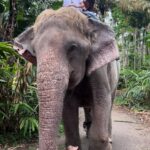 Bhama Instagram – ♥️

#with Niece & Daughter #Elephant 🪬👧