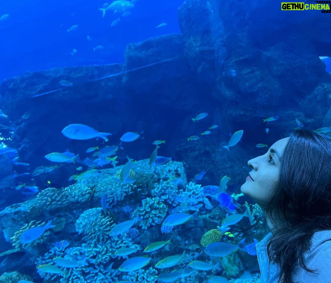 Bhama Instagram - 💙 Dubai Aquarium & Underwater Zoo by Emaar