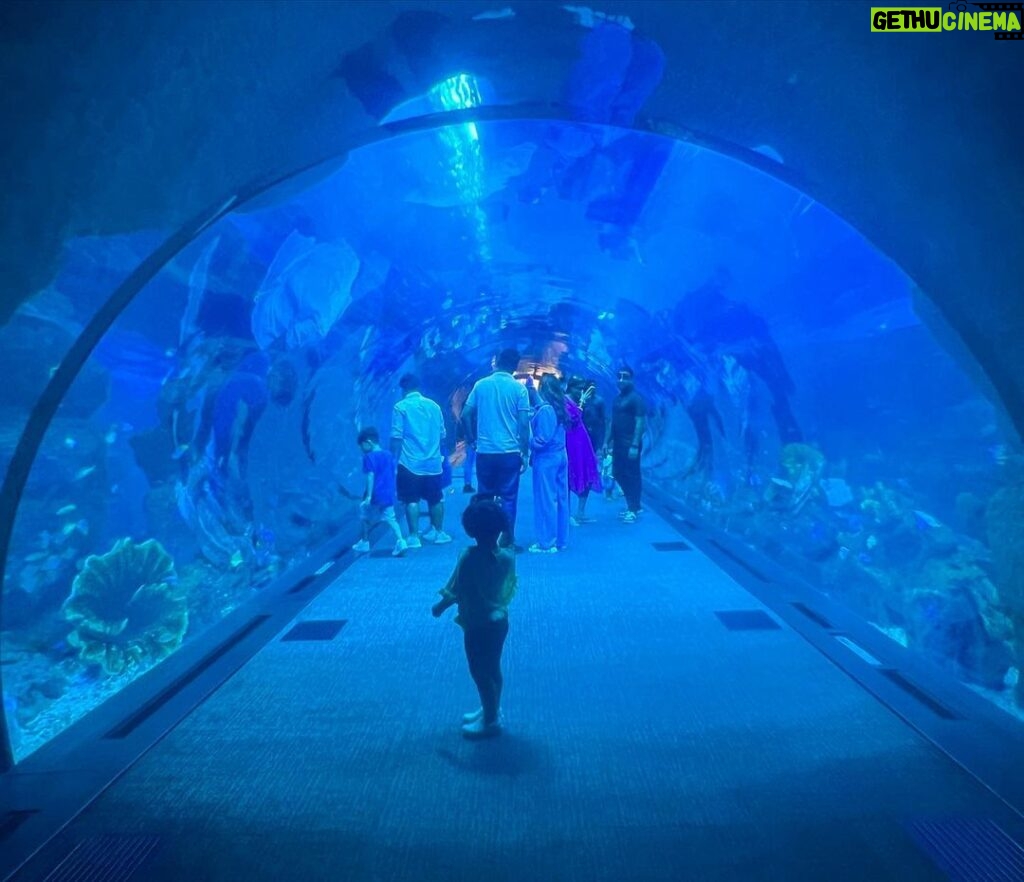 Bhama Instagram - 💙 Dubai Aquarium & Underwater Zoo by Emaar
