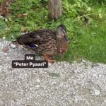 Celina Jaitly Instagram - How I met my Austrian husband !! Peter & Peter Pyaari 🤣 Dub voices : @celinajaitlyofficial The animals at home are hilarious and some of them remind me of situations I could very well be in. For many of you asking me how I met my husband @haag.peter well this animal dub pretty much sums it. This video is also for my @celinainnature fans who have been eagerly awaiting my animal dubs to make a return. #funnyanimals #hindicomedy #howimetmyhusband #celinajaitly #celinajaitley #peterhaag #bollywood #funnyvideos #hindidubbed #funnyanimalvideos #ducks #funnyduck