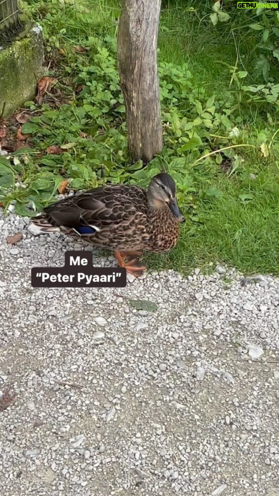 Celina Jaitly Instagram - How I met my Austrian husband !! Peter & Peter Pyaari 🤣 Dub voices : @celinajaitlyofficial The animals at home are hilarious and some of them remind me of situations I could very well be in. For many of you asking me how I met my husband @haag.peter well this animal dub pretty much sums it. This video is also for my @celinainnature fans who have been eagerly awaiting my animal dubs to make a return. #funnyanimals #hindicomedy #howimetmyhusband #celinajaitly #celinajaitley #peterhaag #bollywood #funnyvideos #hindidubbed #funnyanimalvideos #ducks #funnyduck