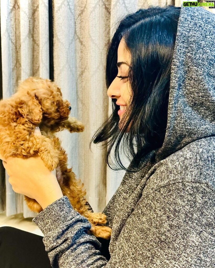 Chandini Sreedharan Instagram - Thank you to everyone who sent me love & well wishes on my birthday today! 🥰 Here’s a little peek of this bundle of joy that has come into my life… My TEDDY 🐻🩵 @teddy.thepoohbear #TeddyThePoohBear #ToyPoodle #BirthdayLove