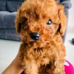 Chandini Sreedharan Instagram - My Baby Boy… TEDDY 🐻🩵 @teddy.thepoohbear 🥰🧿
