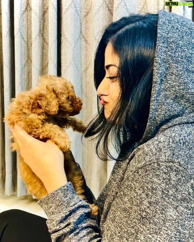 Chandini Sreedharan Instagram - Thank you to everyone who sent me love & well wishes on my birthday today! 🥰 Here’s a little peek of this bundle of joy that has come into my life… My TEDDY 🐻🩵 @teddy.thepoohbear #TeddyThePoohBear #ToyPoodle #BirthdayLove
