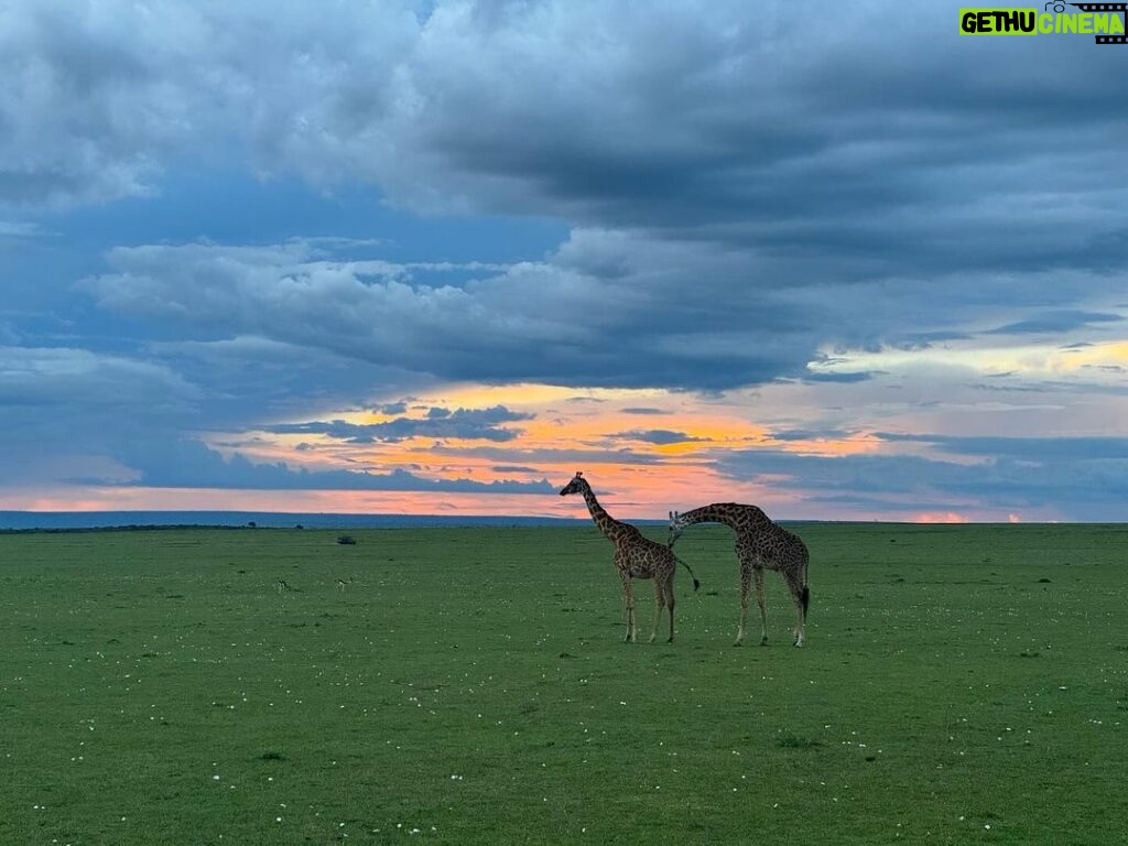 Chinmayi Instagram - Giraffes gracefully captured against the mesmerizing Masai Mara sunset. Nature's masterpiece. 🌅🦒 Shot on iPhone 15 Pro ❤️ Masai Mara National Reserve