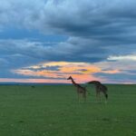Chinmayi Instagram – Giraffes gracefully captured against the mesmerizing Masai Mara sunset. 

Nature’s masterpiece. 🌅🦒

Shot on iPhone 15 Pro ❤️ Masai Mara National Reserve
