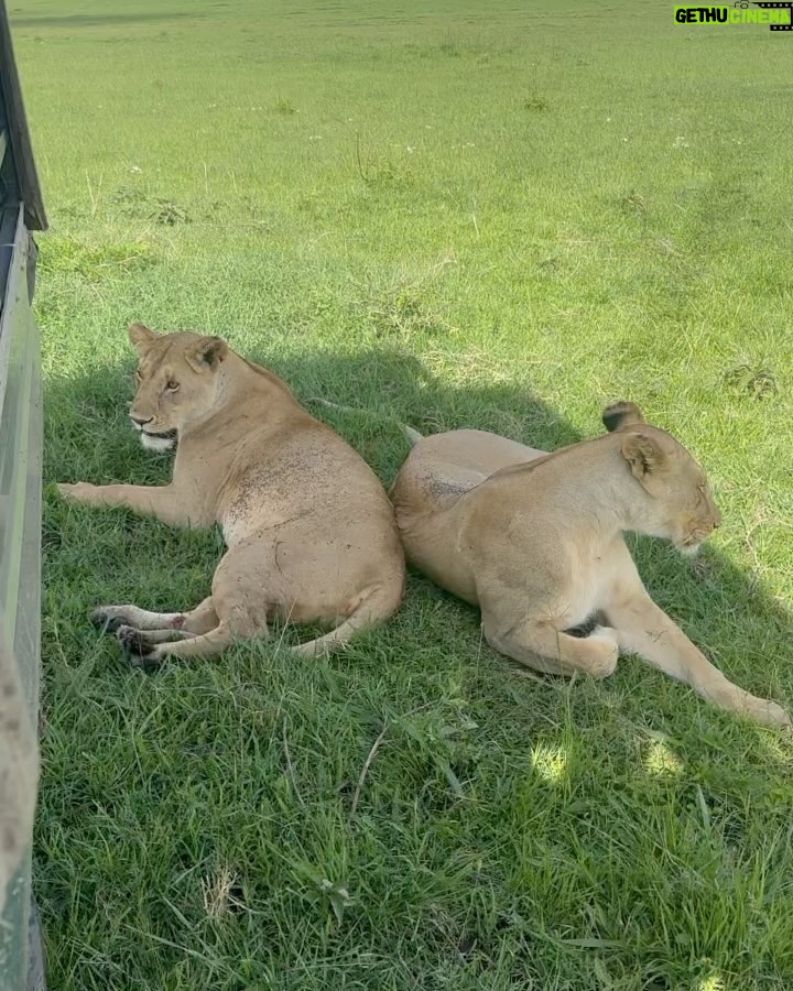 Chinmayi Instagram - Close encounters of the lioness kind @starvoirs